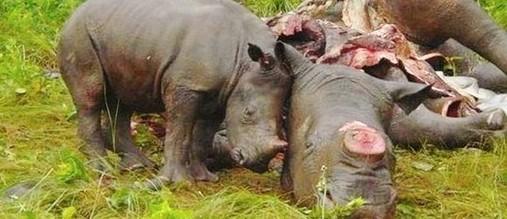 KerryD_07's tweet photo. S"outh Africa’s Rampant Rhinocide: A Baby Rhino Mourns His Mother. http://t.co/KdCOxFVY9e… #RhinoFriday #Rhino http://t.co/FTKtHnK0uC". :'(