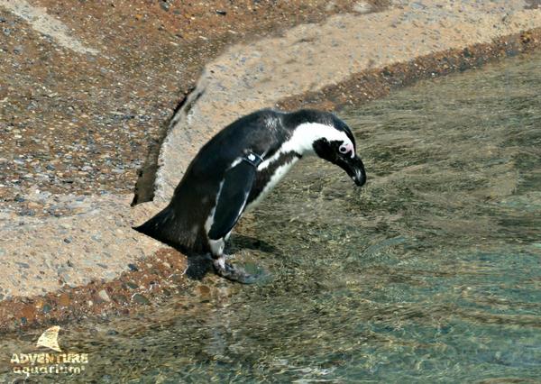 AdventureAqua's tweet image. To swim, or not to swim. That is the question. #PenguinFun #HappyFriday