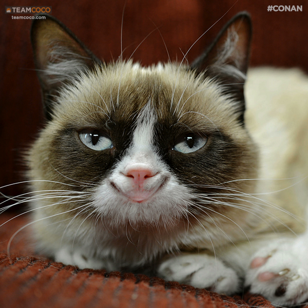 Looks good Looks Bad - Grumpy Cat vs Happy Cat