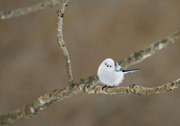 シマエナガbot (@simaenaga_bot) on Twitter photo 