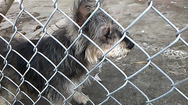 PrincesaLuceron's tweet photo. @TEAFundacion @biancasalame @perdimimascotag Snauzer hembra encontrada hace 4 meses cdla Esteros busca a sus dueños http://t.co/esJJa065My