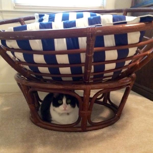 YesWeekWhitney's tweet image. Fort Pimms