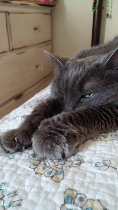This is moss aka Bianca aka sasha aka tries jolie aka mikimoto aka momo aka mee mee. El a 16 ans! Mon<a href="/tag/adoptdontbuy"class="tags"><span>#adoptdontbuy</span></a>