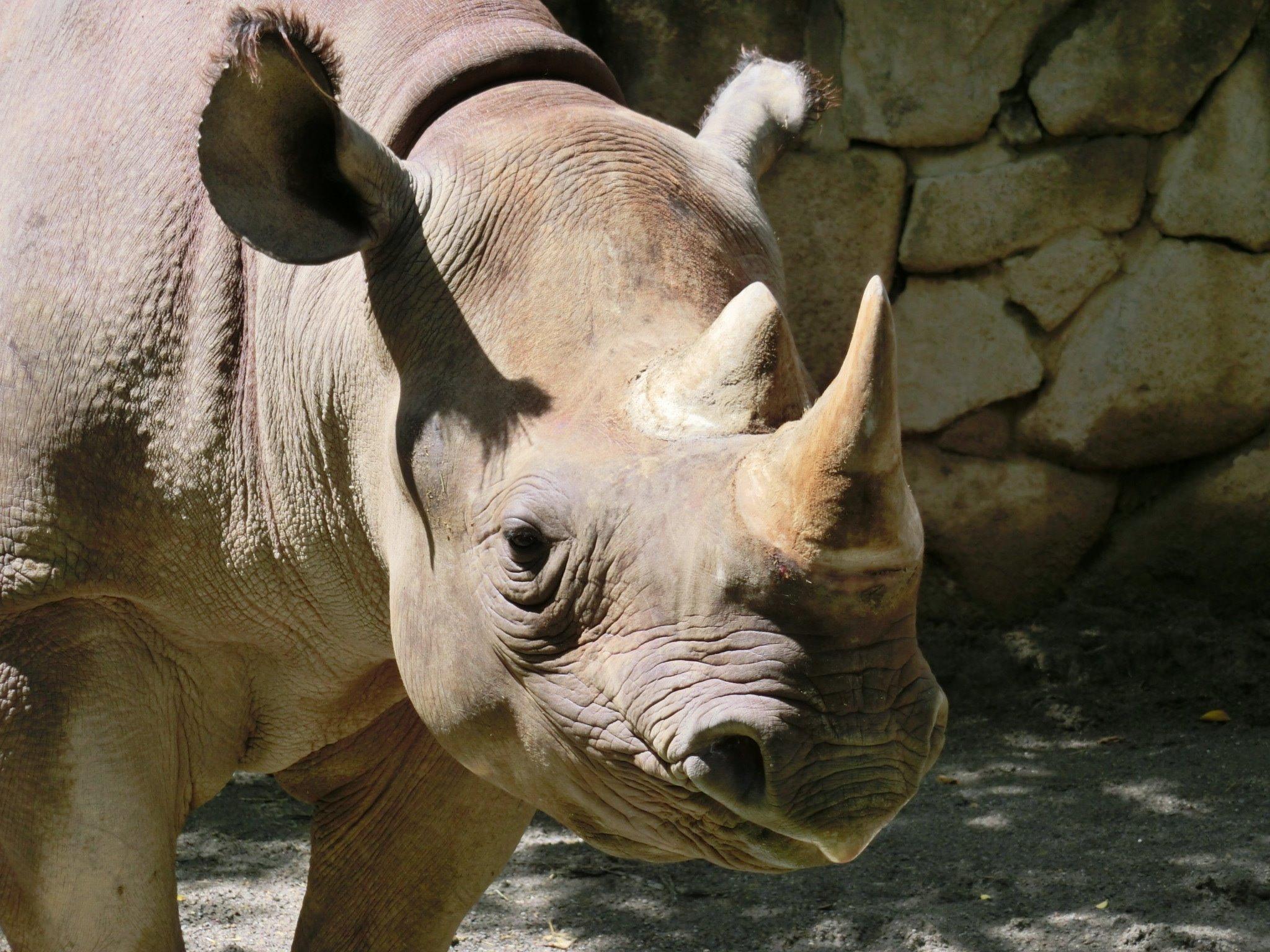 上野動物園 公式 おはようございます W 本日9月6日は 黒 96 の日 上野動物園 のクロといえば クロサイ シロサイが英語での名前の聞き間違いから シロ になったことで 別種のこちらが黒くないのに クロ にされてしまったそうですが