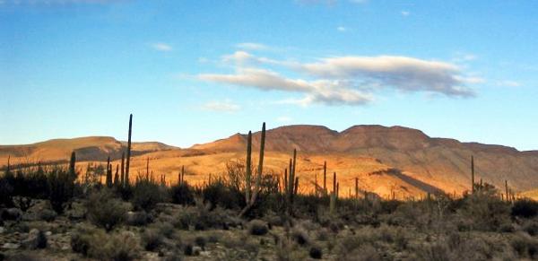 sunnavonc's tweet image. JAVALINA GIRL! A story about a little girl, a javalina and a lesson about cages: thingstheyforgottomention.com/javalina-girl/