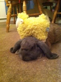Maybluebell's tweet photo. So nice to be home! And a friendly face waiting for me! http://t.co/KI636Z7fTo