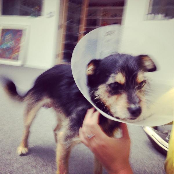 7ate9Ent's tweet photo. We love our new #puppy #rescue Truman! What a #cutie!!! http://t.co/ufFQTWYhQw
