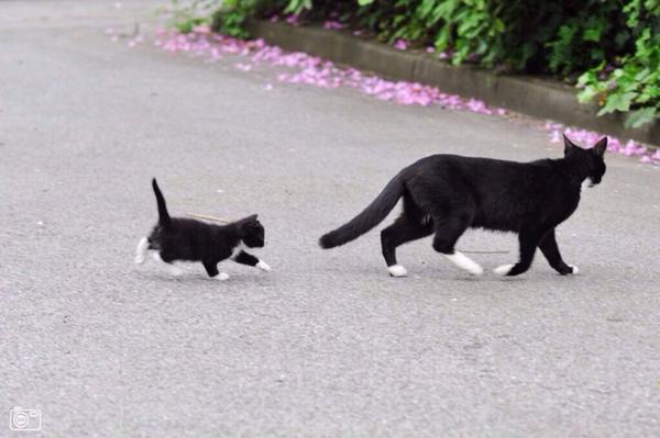 The Cult Cat (@elverojaguar) on Twitter photo 