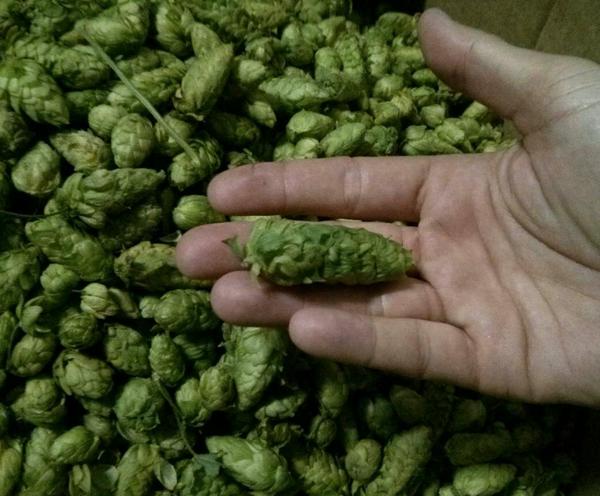 chrishess7's tweet image. It's Hop Harvest Season!!! @foundersbrewing
