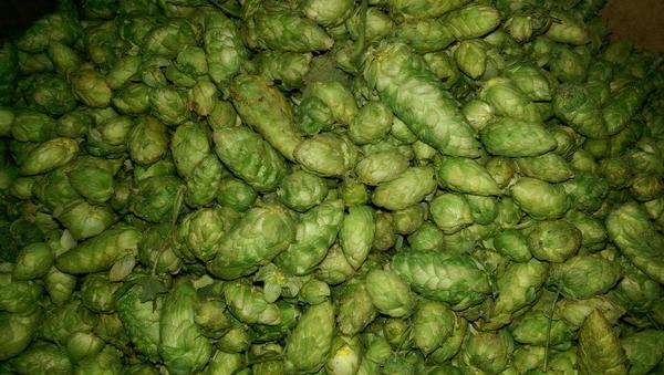 chrishess7's tweet image. It's Hop Harvest Season!!! @foundersbrewing