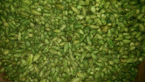 chrishess7's tweet image. It's Hop Harvest Season!!! @foundersbrewing