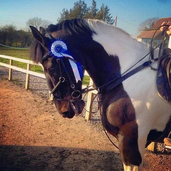BespokeBrowband's tweet photo. #BESPOKE #BROWBANDS. Worn by winners. Please #RT #bizitalk #4WH http://t.co/fEXFL3Qk6D