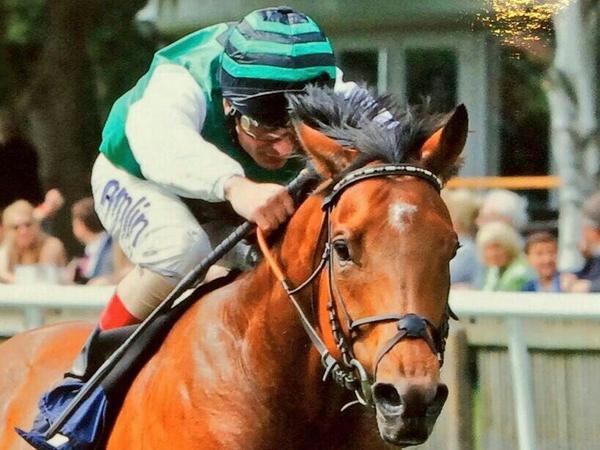BespokeBrowband's tweet photo. #BESPOKE #BROWBANDS. Worn by winners. Please #RT #bizitalk #4WH http://t.co/fEXFL3Qk6D