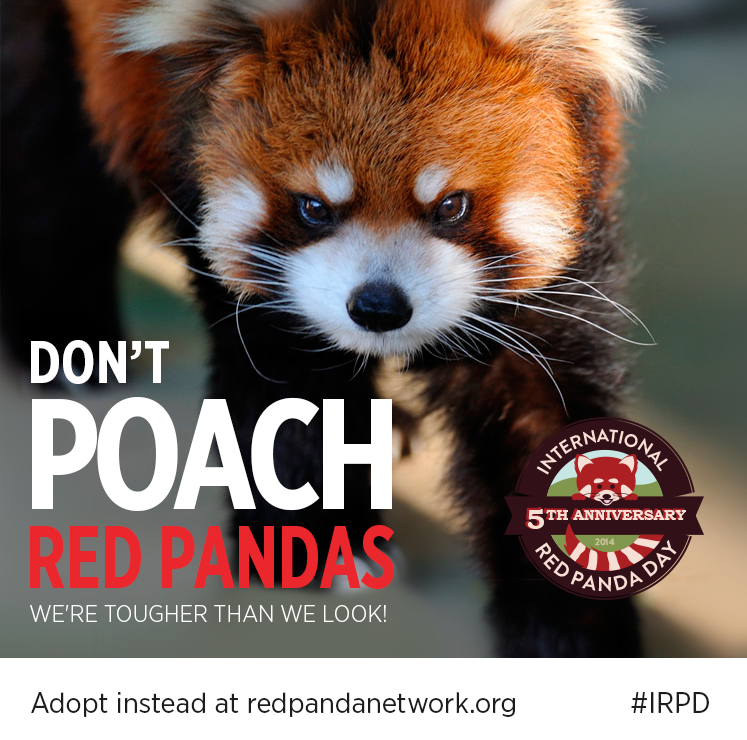Red Panda Network on Twitter "Every adoption helps our