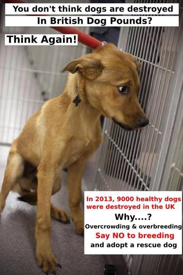 The_Animal_Team's tweet photo. #please can you #FOSTER A #DOG? #contact us if you are able to #foster #best #decision #youhavemade #beatinghearts http://t.co/S291wrKUi0