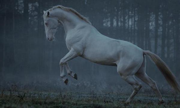 Estos caballos no ven muy bien con el sol , ya que tienen los ojos tan claros.