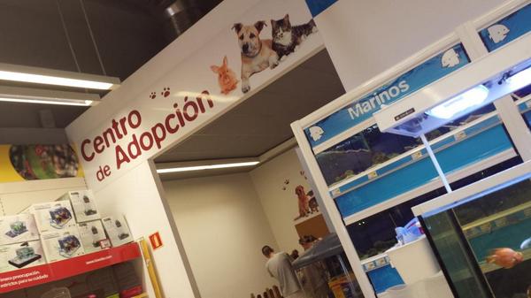 GataGandiaSh's tweet photo. Que buena iniciativa en las tiendas Kiwoko! Centro de adopción y NO compra de cachorros, y colaboran con @modepran 👏 http://t.co/erdyiWJ8TV