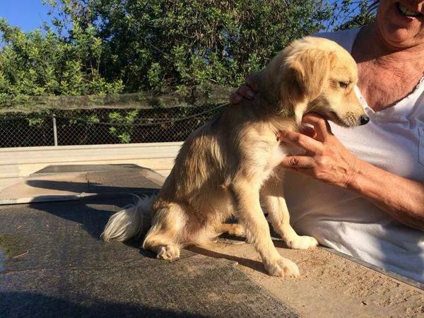 LASAnimal's tweet photo. https://t.co/3F0XVmWEz7 #RUFO Y #LEÓN RESCATADOS DE LA PERRERA DE IBIZA Es la segunda vez q los abandonan EN ADOPCIÓN http://t.co/eRI8qnwDz4