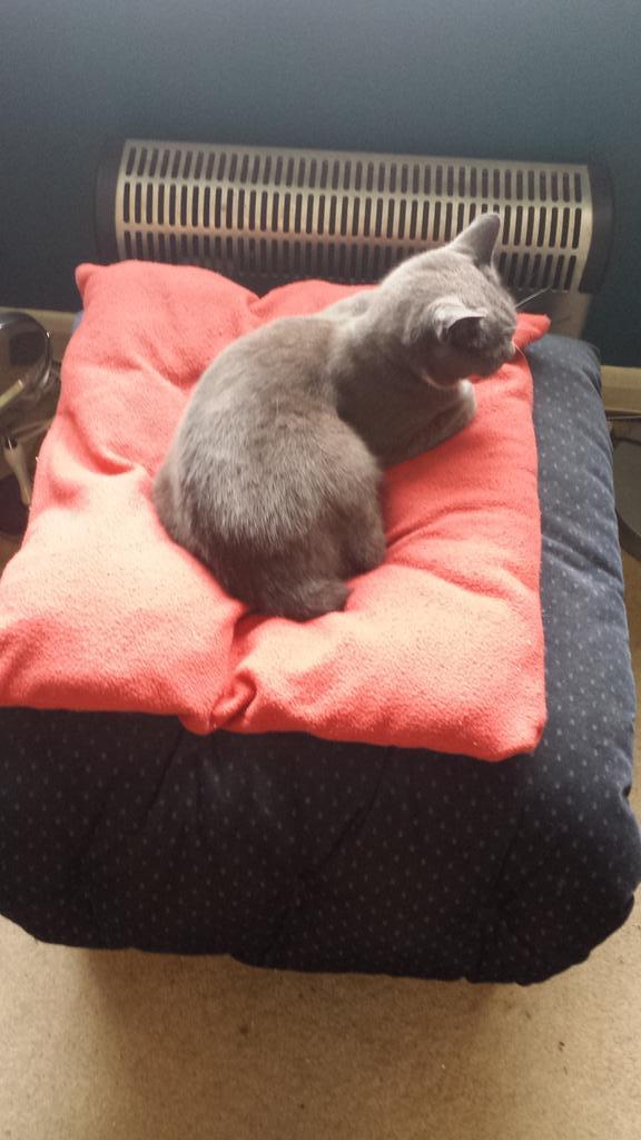 poppypurrington's tweet photo. What a lovely day to have a little cat nap 😺 http://t.co/xtRPYv2grd
