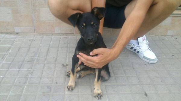 LASAnimal's tweet photo. https://t.co/j7KEe8vcGB #TATA recogida vagando por las calles, tan peque.. ESTÁ EN UNA CUADRA!! URG ACOGIDA!! http://t.co/E8I9ZbKRZl