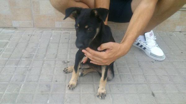 LASAnimal's tweet photo. https://t.co/j7KEe8vcGB #TATA recogida vagando por las calles, tan peque.. ESTÁ EN UNA CUADRA!! URG ACOGIDA!! http://t.co/E8I9ZbKRZl