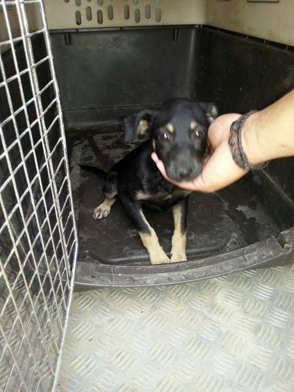 LASAnimal's tweet photo. https://t.co/j7KEe8vcGB #TATA recogida vagando por las calles, tan peque.. ESTÁ EN UNA CUADRA!! URG ACOGIDA!! http://t.co/E8I9ZbKRZl