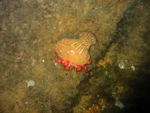 sergio75pa's tweet photo. #profdiver Immersione Notturna al Relitto dell'Arenella #Palermo http://t.co/ssdZ2xkLCF