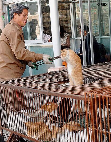 проблемы россии с котом. кошачьи фермы китайские. высказывание о доверительном отношении кота и человека. петиция котиков в китае. петиция котиков в китае.