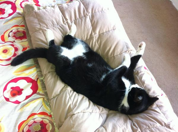 HoratioCat's tweet photo. Do a little dance, make a little love, get down tonight. http://t.co/56YTr4G78s