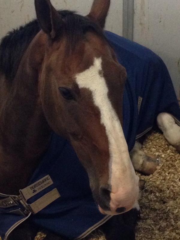 C9SportHorses's tweet photo. Sunny taking a morning snooze 🐴☺️ #horses #horseshowlife #NEDAfall http://t.co/o3YwSKGLlv