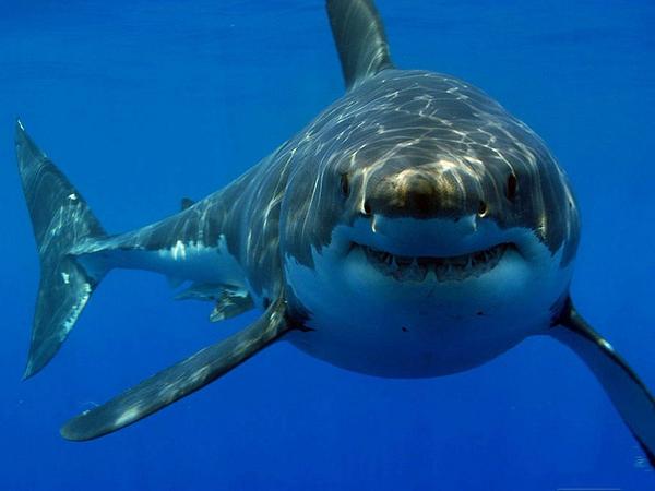 'Margarida', el primer #tiburón en llegar al #Acuario de las Delicias en #Sevilla | bit.ly/1tEPLjZ