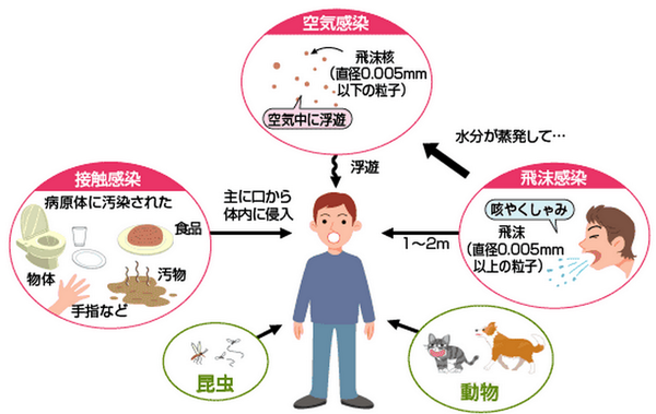 ゴロ 解剖生理イラスト 飛沫感染する疾患の語呂 暇なフジイが百枚 暇 飛沫感染 フ 風疹 ジ ジフテリア イ インフルエンザ 百 百日咳 枚 マイコプラズマ Http T Co 4sjahbcy9y