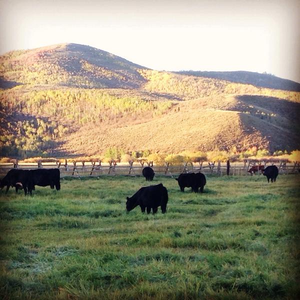 bushmancattle's tweet photo. Sun has risen and calves are ready to be viewed! If you not on the road better hop to it ! #purplebound http://t.co/DgHVOYJH8Q