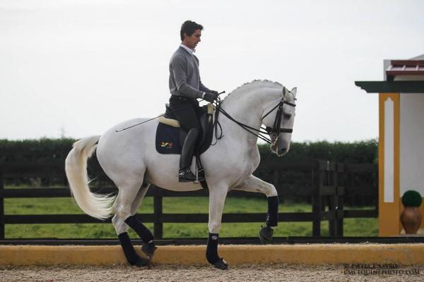 Bueno , hoy pondré fotos de caballos tordos. Animaos y os daré RT
