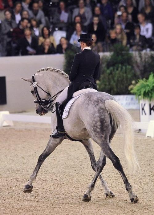 El verdadero caballo español es tordo.