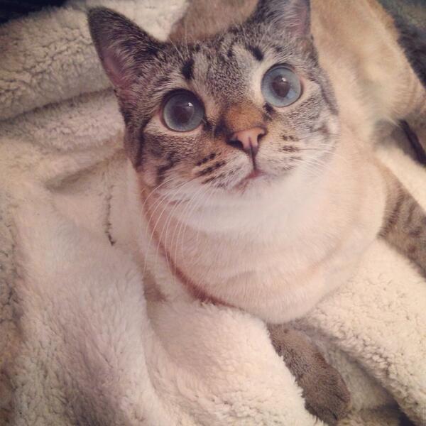 るったん (@ruttan627) / X 