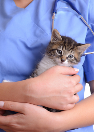 Minster_Vets's tweet photo. RVN needed to cover 12 months maternity leave. Here is how to apply: http://t.co/am2NYIvSRc http://t.co/06XHTgOYEN