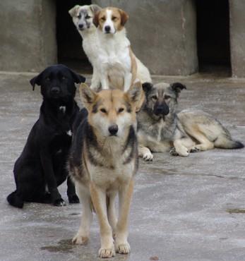 lütfen sokaktaki canlarımızı koruyalım.