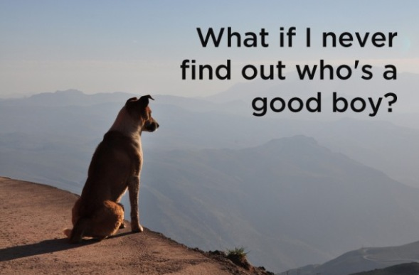 phil_dipietro's tweet image. #DeepDogThoughts: