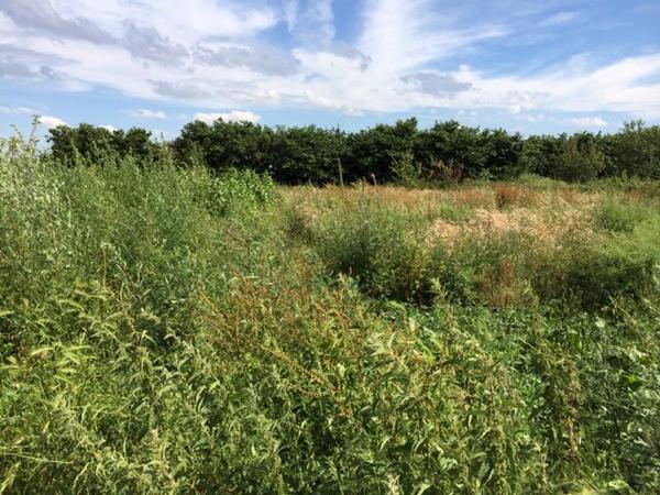 GreenWoodPro's tweet photo. Can't believe we took over an allotment looking like this less than 3 months ago. http://t.co/N2zvwFBFM7