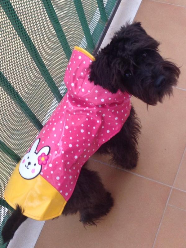 MercheBujalance's tweet photo. Preparadisima para los días de lluvia☔️ 🐶 http://t.co/m36GCcbP5x