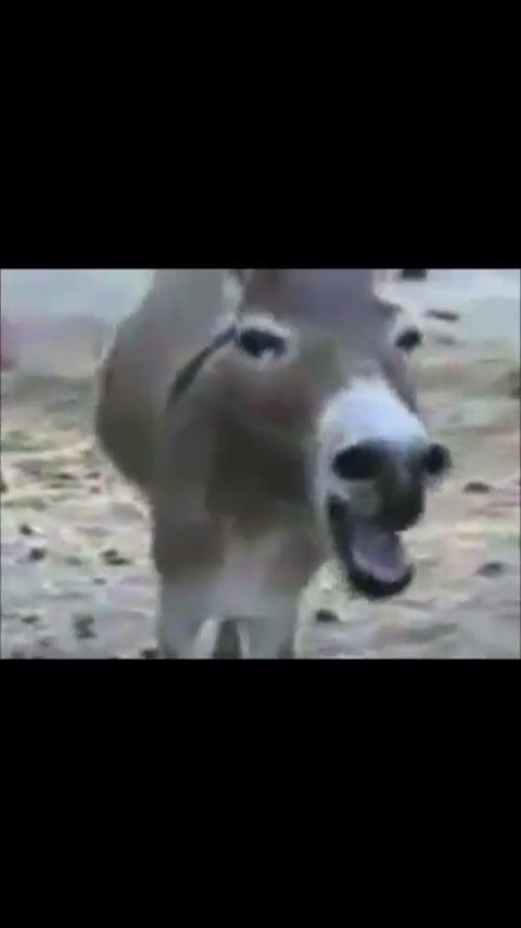 raulaia's tweet photo. @iosupistoli jajajajajajajaja http://t.co/ea0iDIZw5f