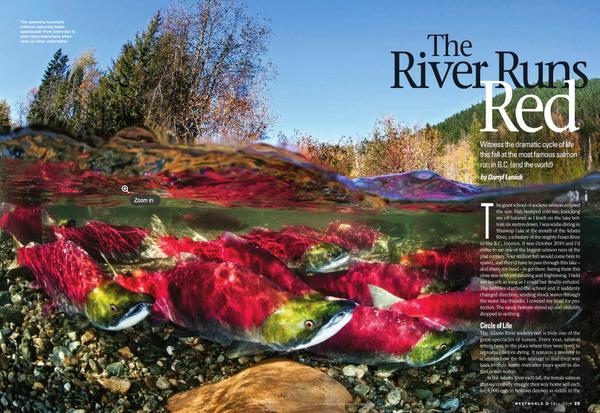 NatureTrustofBC's tweet photo. Check out @BCAA Westworld magazine for a great article about the Adams River salmon run! http://t.co/Y3qIh1LpUS http://t.co/bNnHT7pkMq