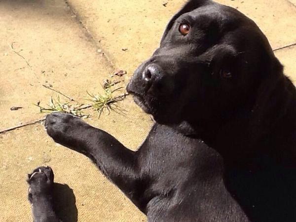 aircadets's tweet photo. Do you live in the Lincolnshire area and love dogs? @ComdtAC is missing Bobby. Have you seen him? Please RT. http://t.co/RaL1elYwuR