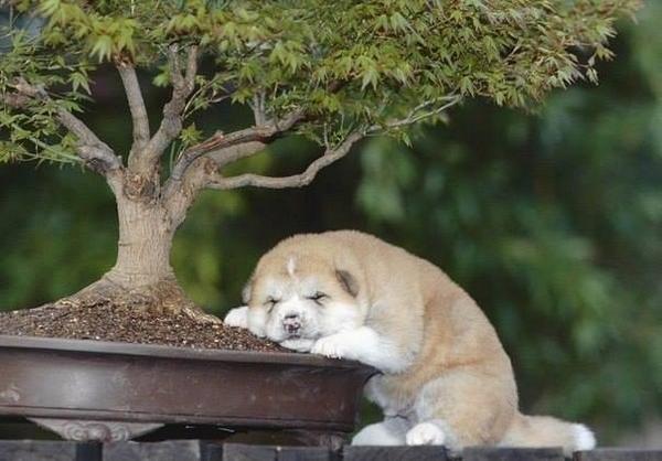 vmirechudes's tweet image. Щенок Акита - ину уснул под бонсаем..