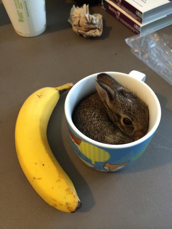 Talen_Lee's tweet image. A cup of joe

joe is the bunny

respect their work environment