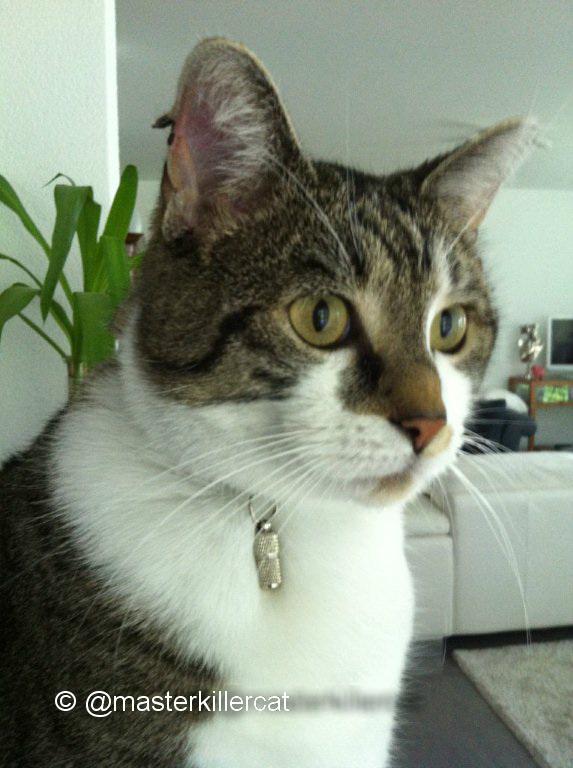 masterkillercat's tweet image. Mom not happy! Peppino the boss beaten again with another #cats. injured the ear, body&amp;gt; Antibiotics &amp;amp; house arrest!!