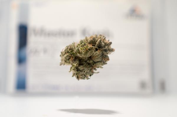 MMPReviews's tweet photo. #MasterKush has an unbelievably pungent smell! #FloatingNugs #MMPReviews #MMPR #medicalmarijuana #Kush #Marijuana http://t.co/cFfm2oluaR