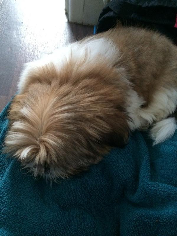 Had my jabs today. I was very brave #immunize #ShihTzu