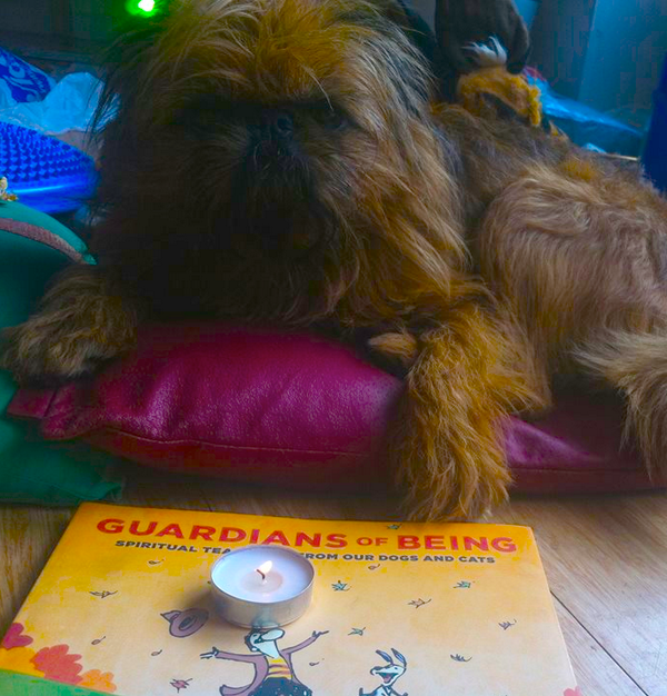 TollyGriffon's tweet photo. @ManchesterDose PLS RT As Tonight World Remembers #ManchesterDogsHomeFire. There Is A Light That Never Goes Out. http://t.co/ZhM8Q9ZHol